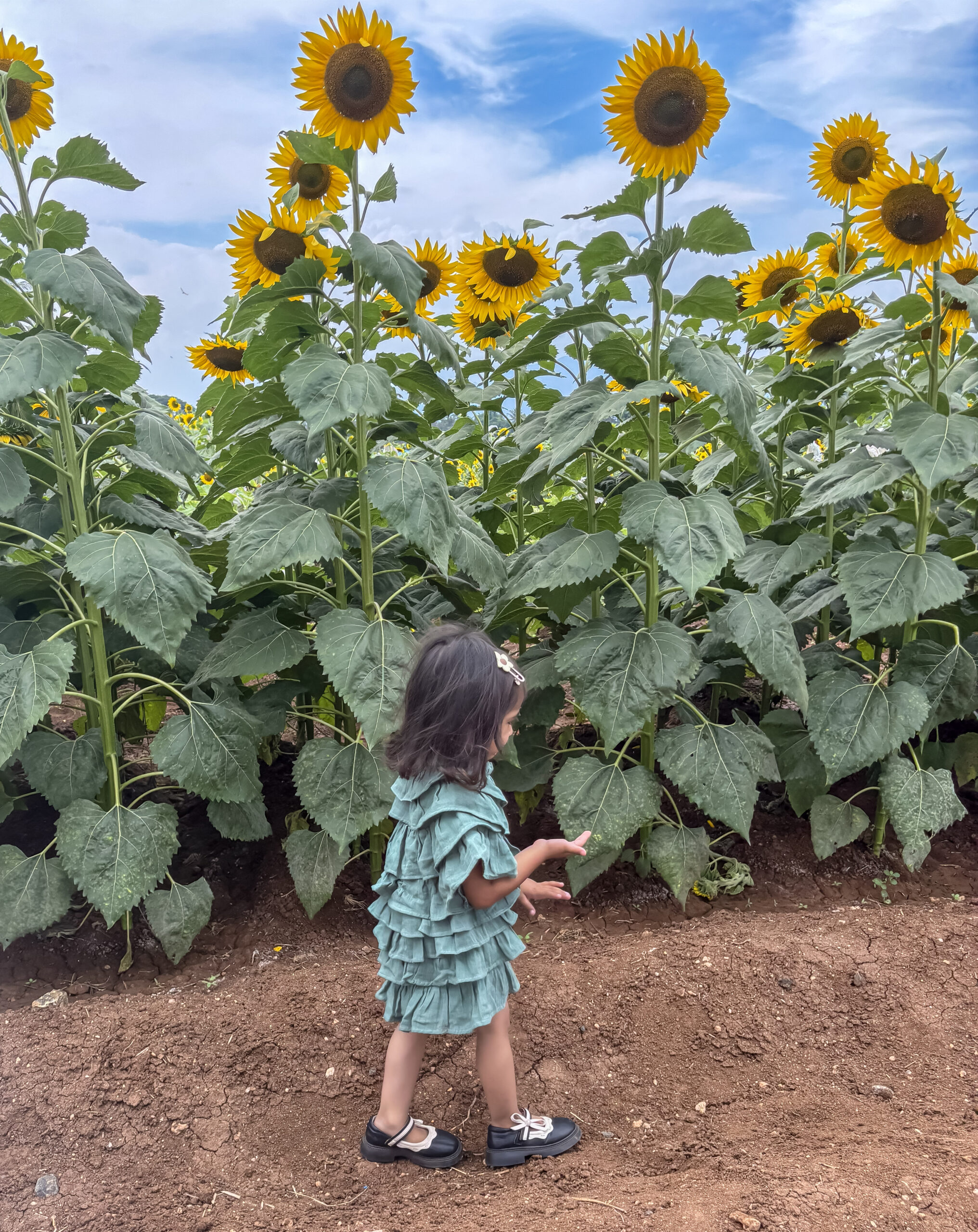 IMG53772 2 Iris Weaves